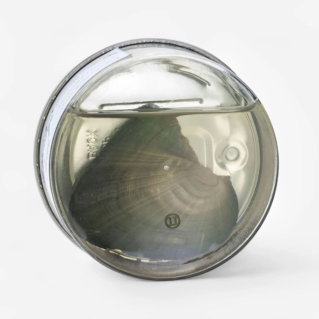 Colar de Pérola - Ostra & Pérola Genuínas - Surpreenda seu amor com uma Pérola Genuína